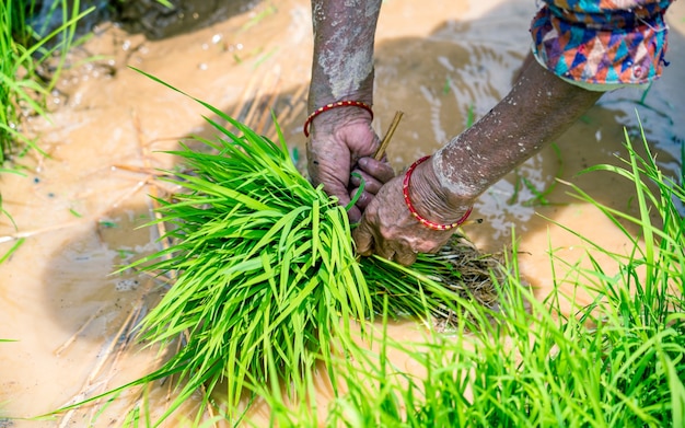 zielone nasiona ryżu do sadzenia pola ryżowego w kathmandu nepal