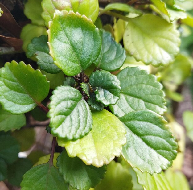 Zielone naturalne tło