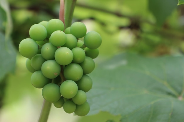 Zdjęcie zielone niedojrzałe kępy winogron wiszące na gałęziach krzew winorośli krzew winogron w lecie pod słońcem