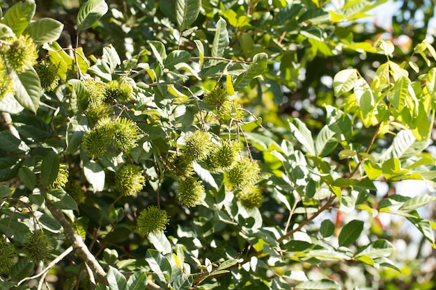 Zielone owoce rambutan na drzewie