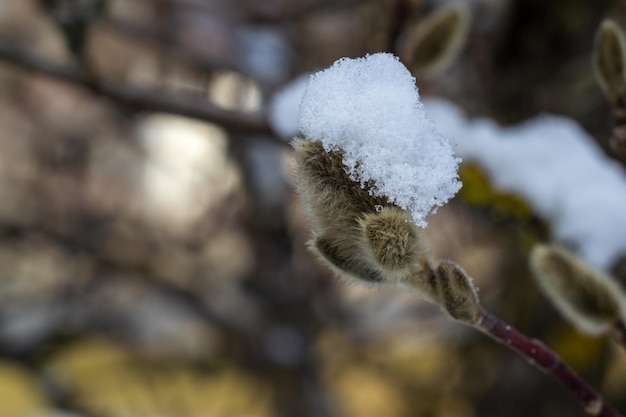 Zielone pąki magnolii pokryte śniegiem na niewyraźnym naturalnym tle