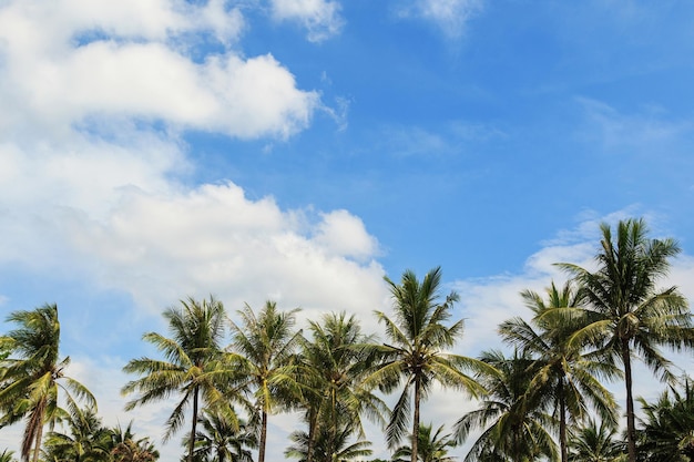 Zielone palmy kokosowe i piękne niebo z chmurami
