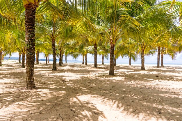 Zdjęcie zielone palmy kokosowe na białej piaszczystej plaży w pobliżu morza południowochińskiego na wyspie phu quoc wietnam koncepcja podróży i przyrody