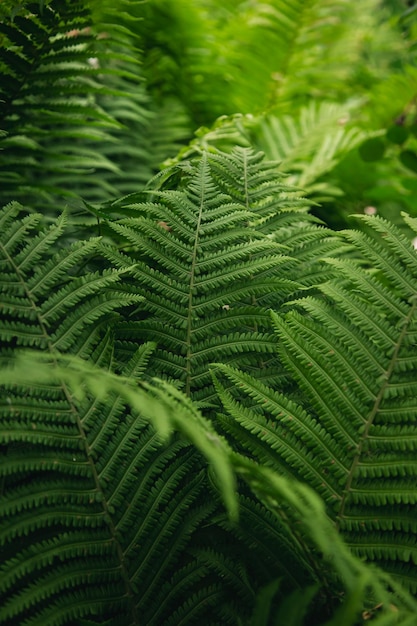 Zielone paprocie rosnące latem naturalne tło teksturowane