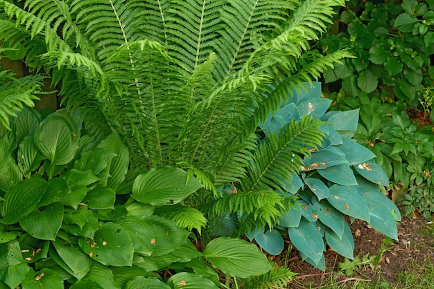 Zielone paprocie rosnące w bujnym ogrodzie botanicznym lub parku w słoneczny dzień na świeżym powietrzu na świeżym powietrzu wiosną Zbliżenie żywych i liściastych roślin polypodiophyta kwitnących w lesie lub dżungli w przyrodzie