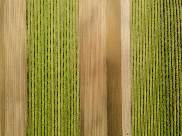 Zielone pasy rosnących roślin w fotografii dronowej na terenach rolniczych