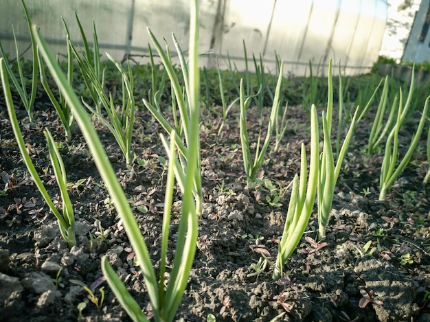 Zielone Pióra Cebuli W Ogrodzie Uprawa Allium Spring Green