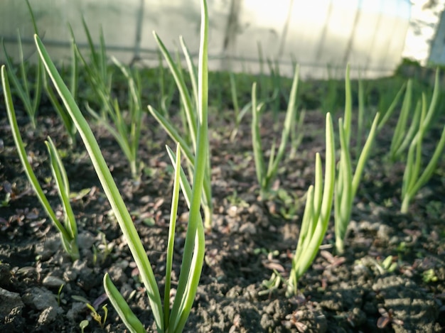 Zielone pióra cebuli w ogrodzie Uprawa Allium Spring Green