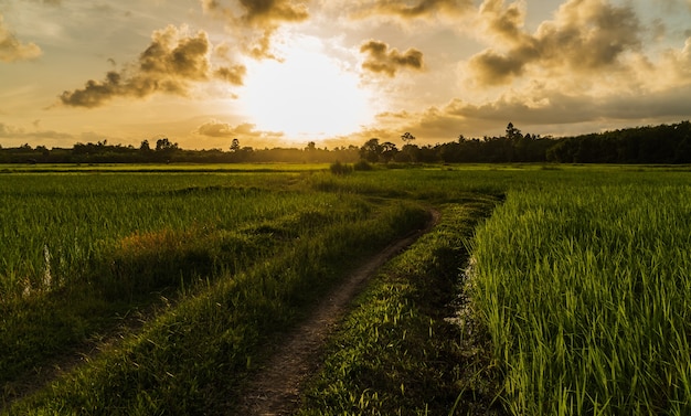 Zielone pola ryżowe i niebo zachód słońca na wsi wieczorem