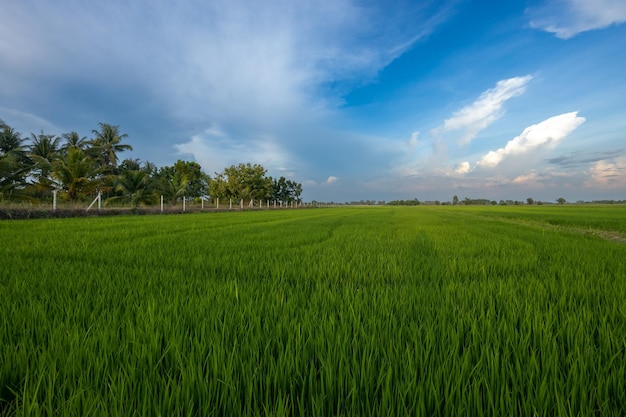 Zielone pola ryżowe i piękne błękitne niebo.