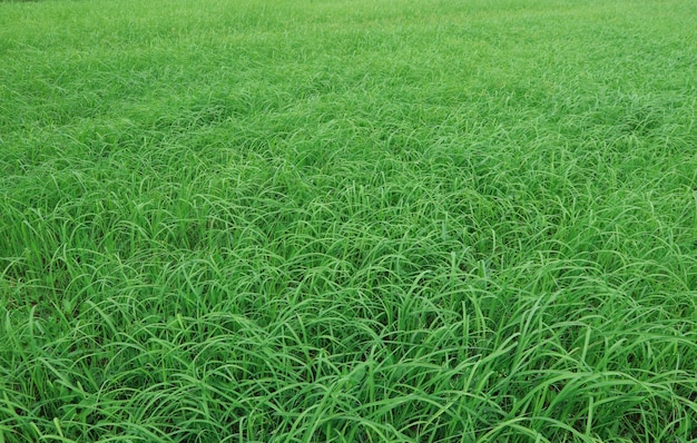Zdjęcie zielone pola ryżowe kołysały się na wietrze.