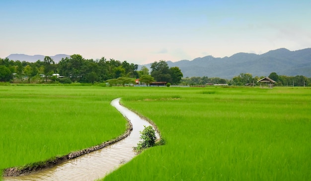 Zielone pola ryżowe naturalne dla obrazów tła
