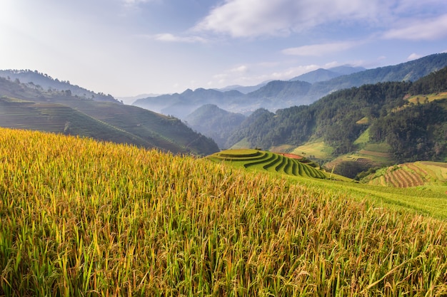 Zielone pola ryżowe w Mu Cang Chai