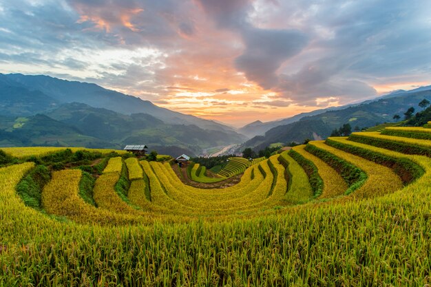 Zielone pola ryżowe w Mu Cang Chai