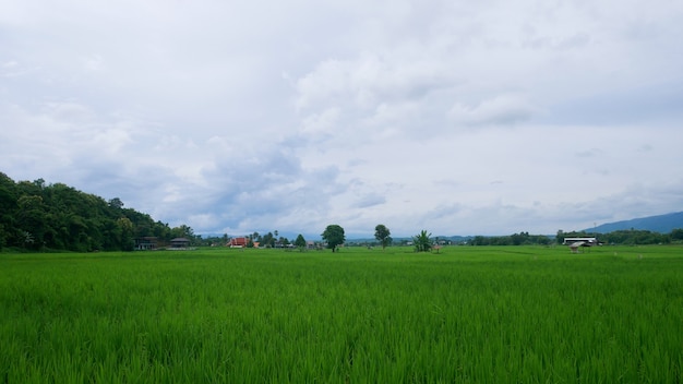 Zielone pola ryżowe w porze deszczowej i błękitne niebo