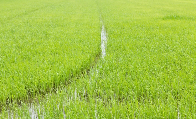Zielone pola ryżowe