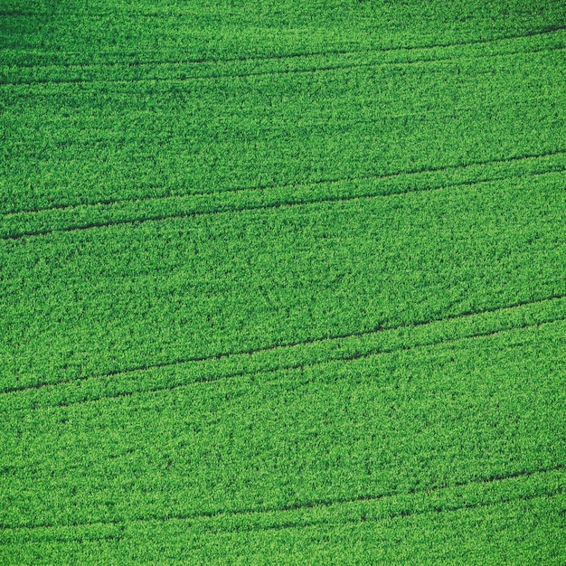 Zielone Pola Trawiaste Odpowiednie Do Tła Lub Tapet Naturalny Krajobraz Sezonowy Morawy Południowe Czechy