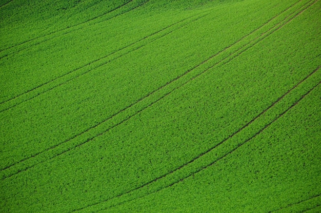 Zielone pola trawiaste odpowiednie do tła lub tapety, naturalny krajobraz sezonowy. Morawy Południowe, Republika Czeska