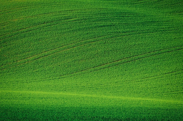 Zielone pola trawiaste odpowiednie do tła lub tapety, naturalny krajobraz sezonowy.