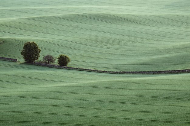 Zielone pola uprawne i kamienne ogrodzenie w porannym west lothian scotland