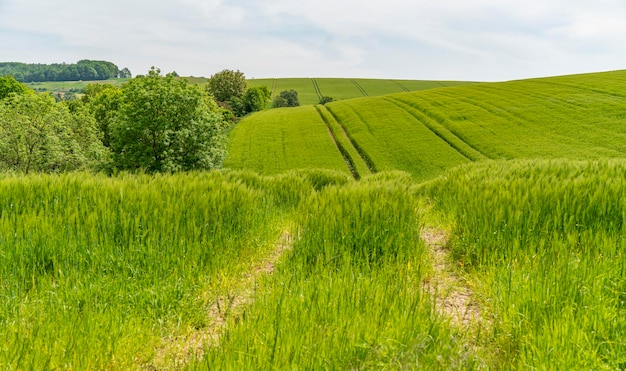 Zielone pola zbożowe