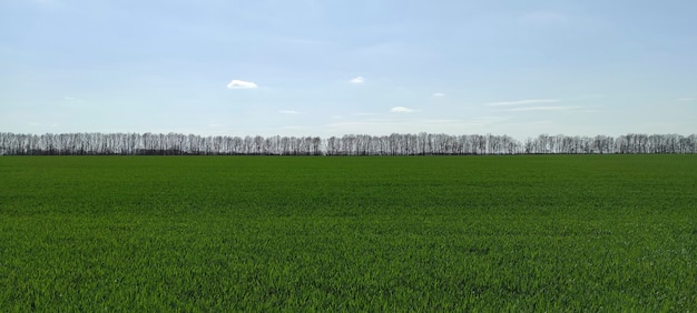 Zielone pole i błękitne niebo z horyzontem