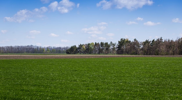 Zielone pole i błękitne niebo