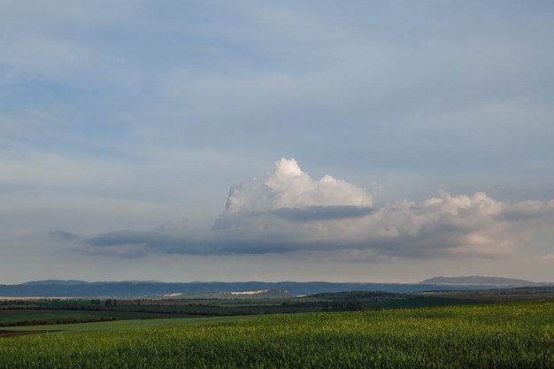 Zielone Pole I Niebo Z Chmurami