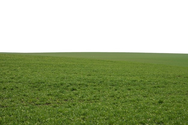 Zielone pole jako tło Zielona trawa wiosną na białym tle