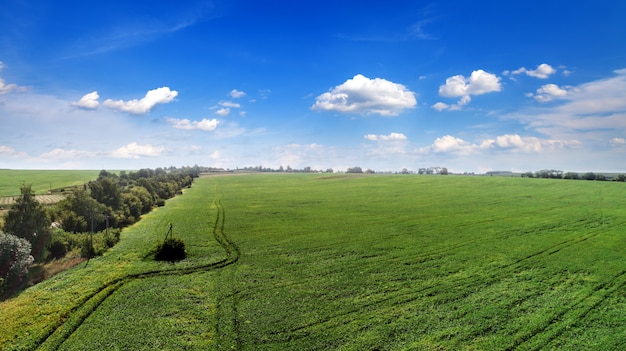 Zielone pole jest o zachodzie słońca z dronem