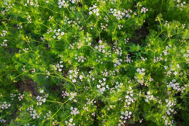 Zielone pole kwitnącej kolendry z małymi białymi kwiatami Naturalne tekstury tła