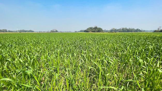 Zdjęcie zielone pole na tle niebieskiego nieba w rolnictwie