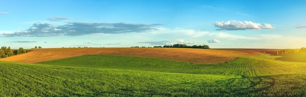 Zielone pole rolne kiełkującej młodej pszenicy na prywatnej ziemi rolnej z drzewami