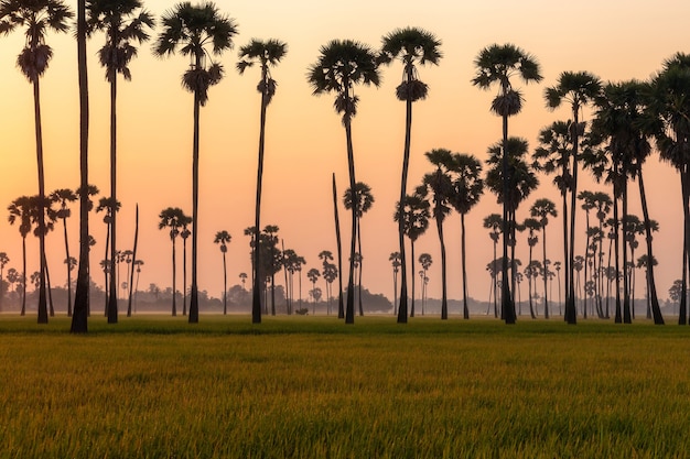 Zielone pole ryżowe rano z palmami w czasie wschodu słońca