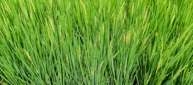 Zdjęcie zielone pole ryżowe z zieloną trawą na tle
