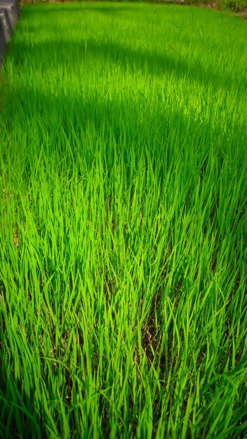 Zielone pole ryżowe ze słońcem świecącym przez liście