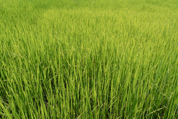 Zielone pole ryżu