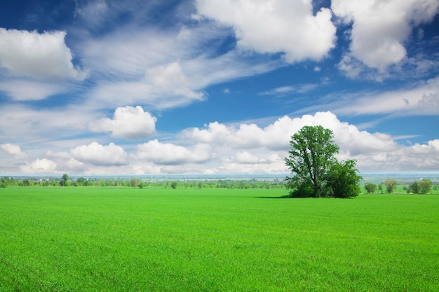 Zielone pole trawy i błękitne niebo z chmurami