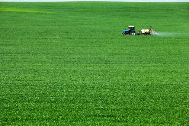 Zielone Pole Uprawne Ze Zbożami, Które Są Przetwarzane Przez Traktor