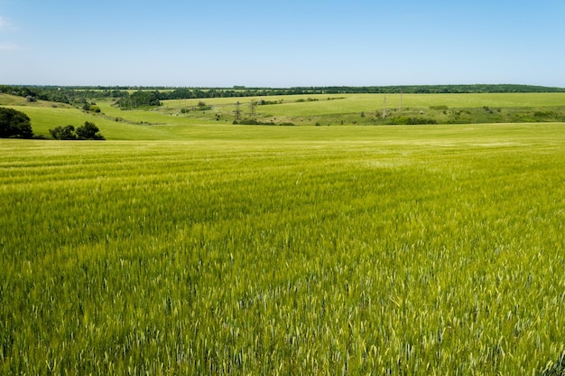 Zielone pole z pięknym błękitnym niebem