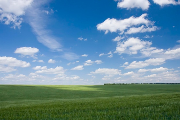 Zielone pole z pszenicą i błękitne pochmurne niebo