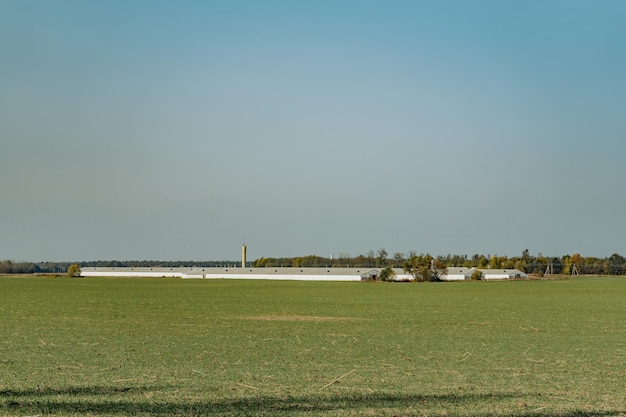 Zielone pole z roślinnością na wsi wiosną