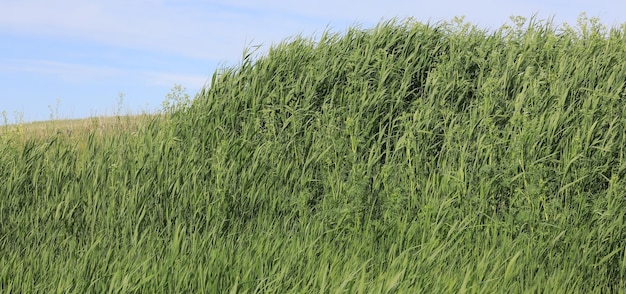 zielone pole z wysoką trawą i błękitnym niebem