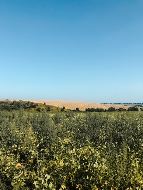 zielone pole z wysoką trawą z kwitnącymi kwiatami