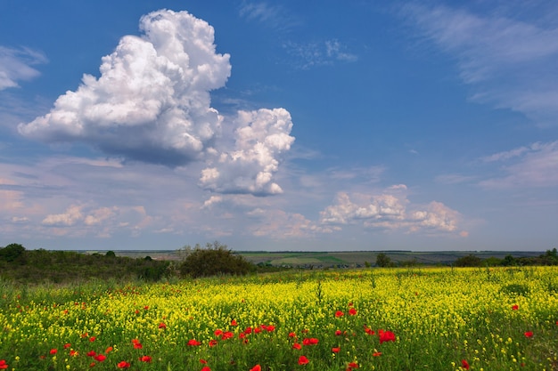 Zielone pole z żółtymi kwiatami rasy rasa i czerwonymi kwiatami maku, na tle błękitnego nieba z białymi chmurami