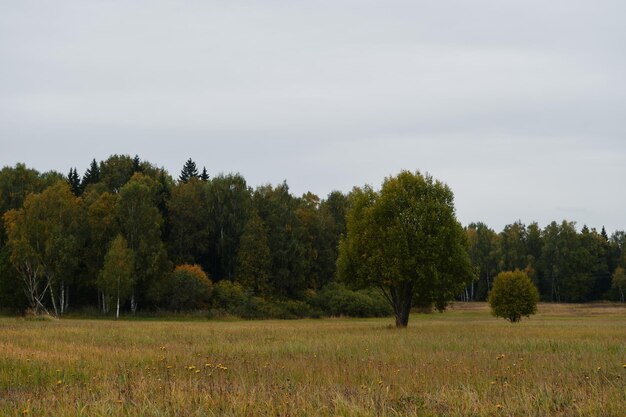 Zielone pole z żółtymi mniszkami i mieszanym złotym lasem z różnymi drzewami brzozami i jodłami