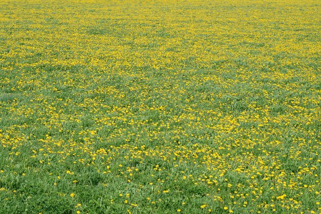 Zdjęcie zielone pole z żółtymi mniszkami zbliżenie żółtych wiosennych kwiatów