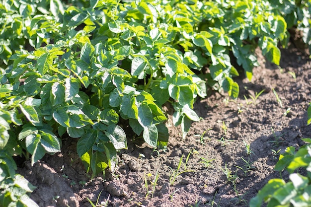 Zielone Pole Ziemniaków W Rzędzie Plantacje Ziemniaków Solanum Tuberosum Posadzone żniwa