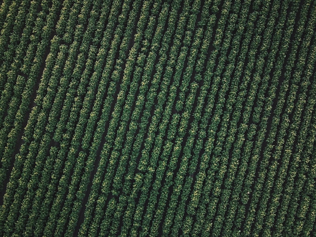 Zdjęcie zielone pole ziemniaków