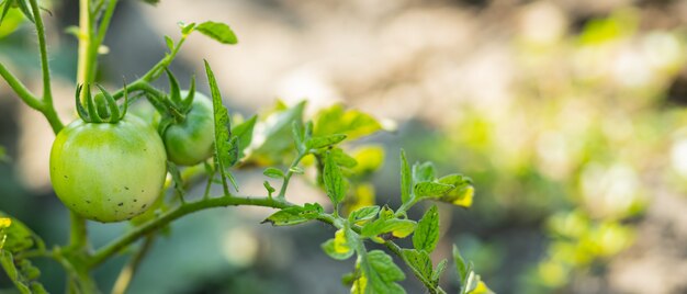 Zielone Pomidory Na Krzaku. Rosnące Zielone Pomidory, Dojrzewające Na Gałęzi W Ogrodzie. Rolnictwo Organiczne. Koncepcja Rolnictwa